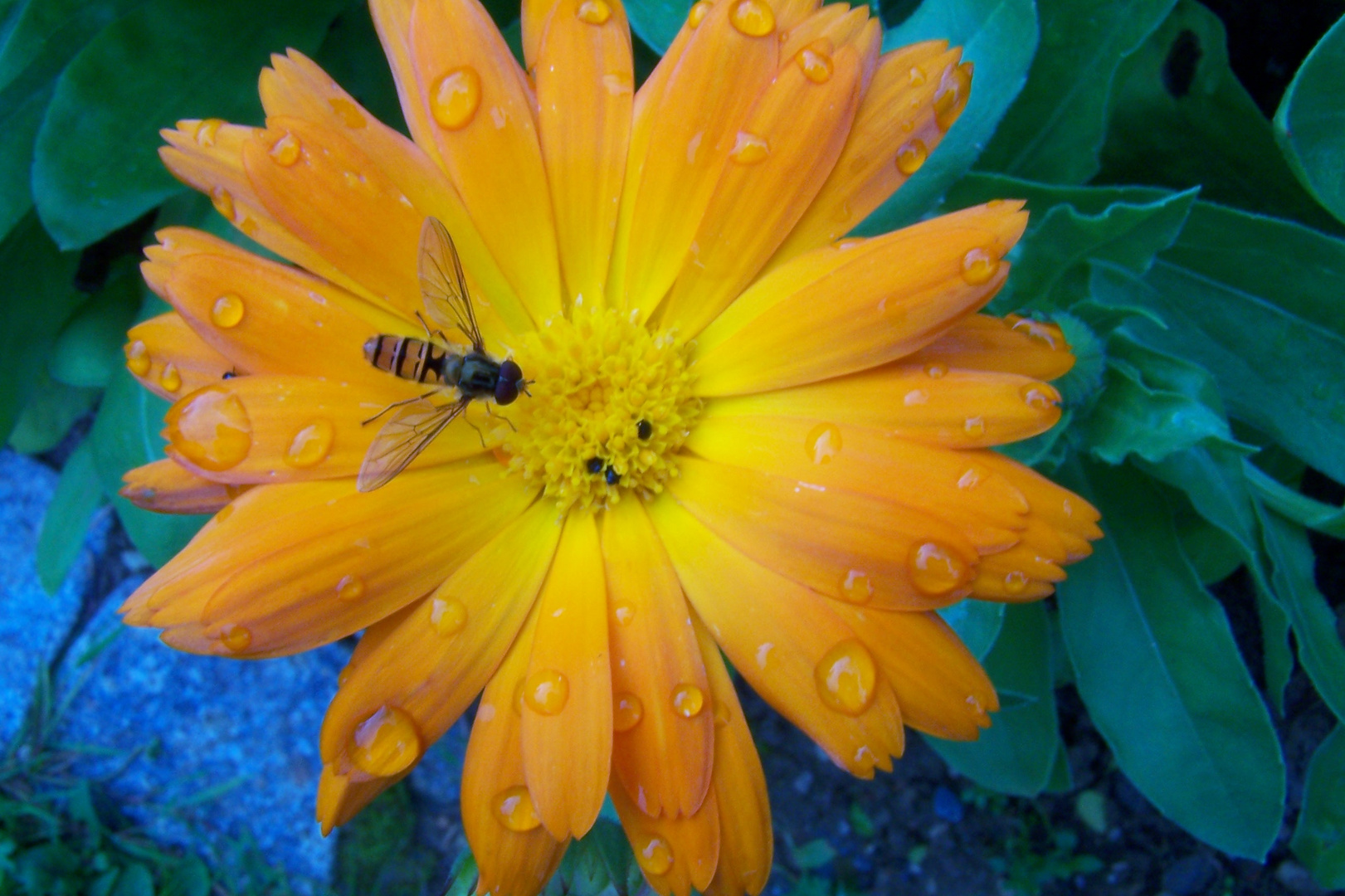 Blüte im Tau