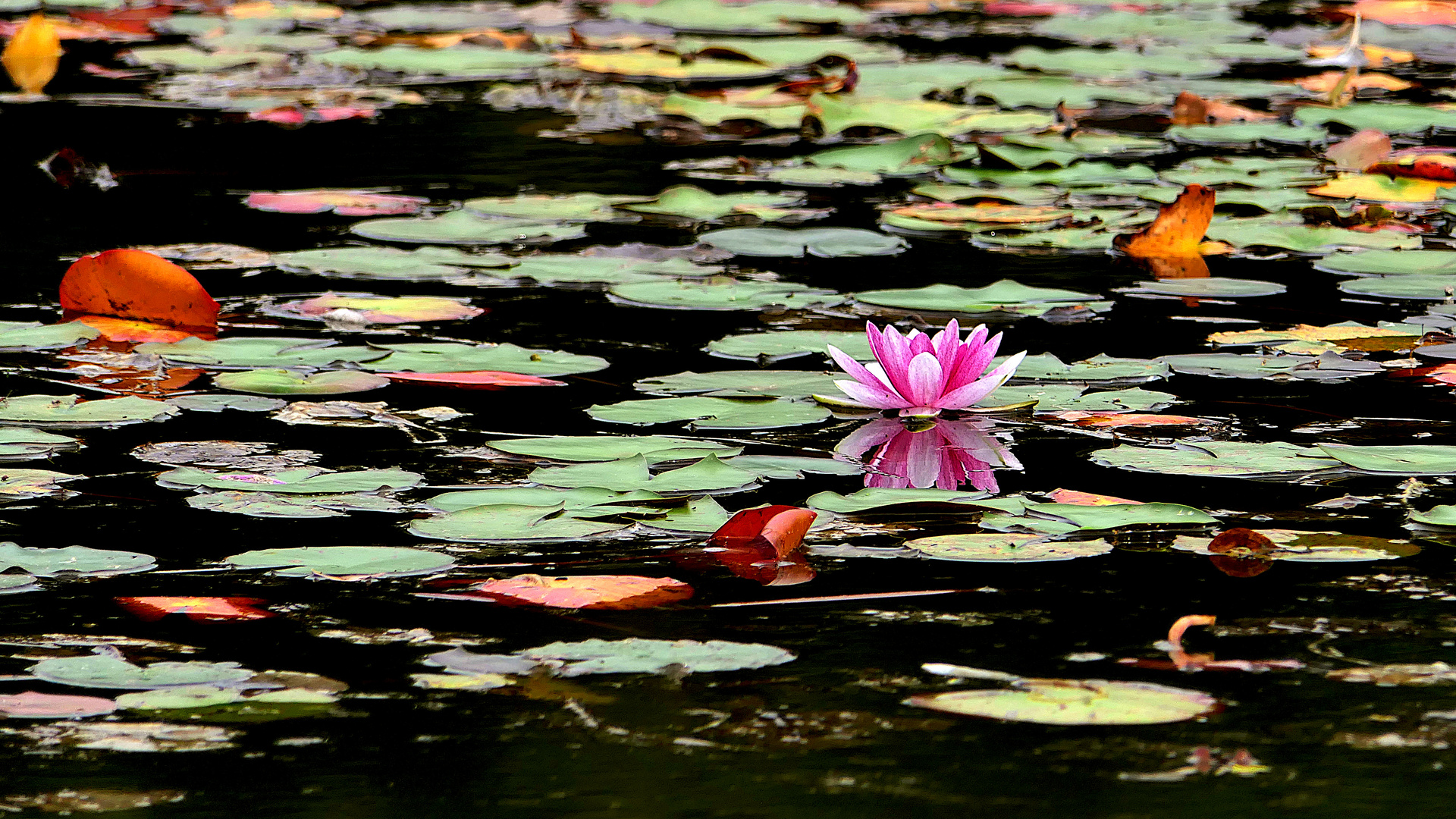 Blüte im Teich