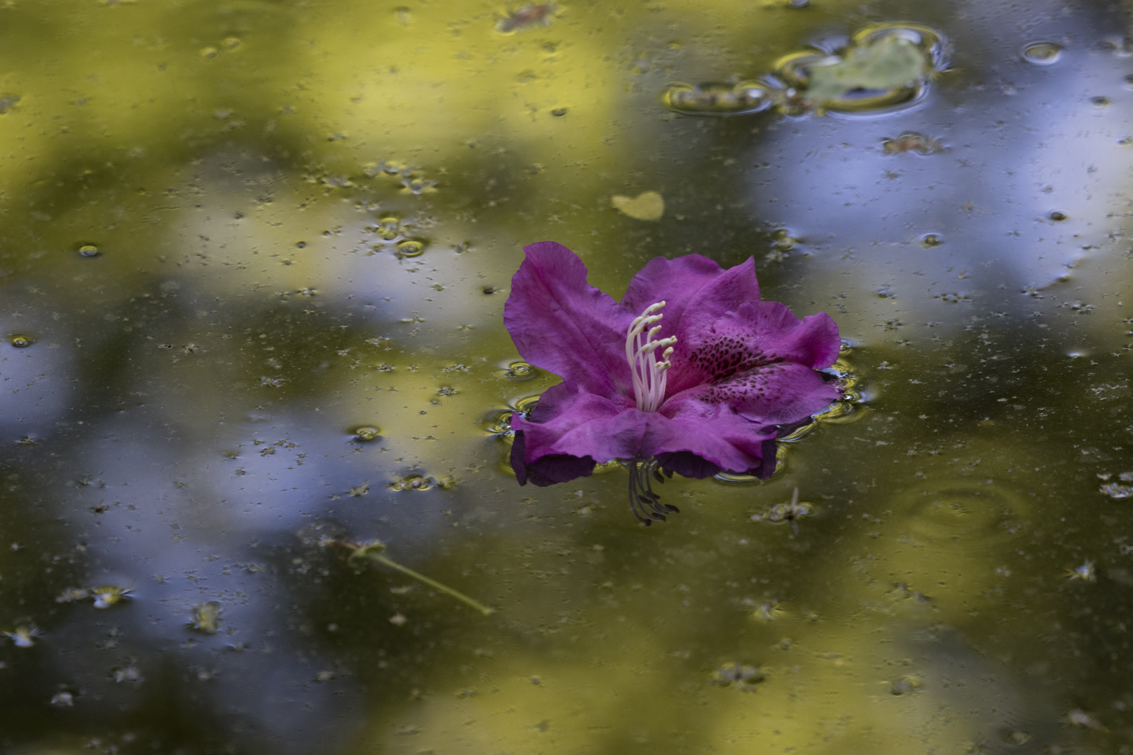 Blüte im Teich