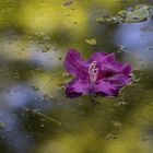 Blüte im Teich