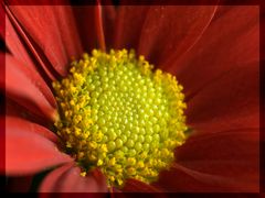 Blüte im Test