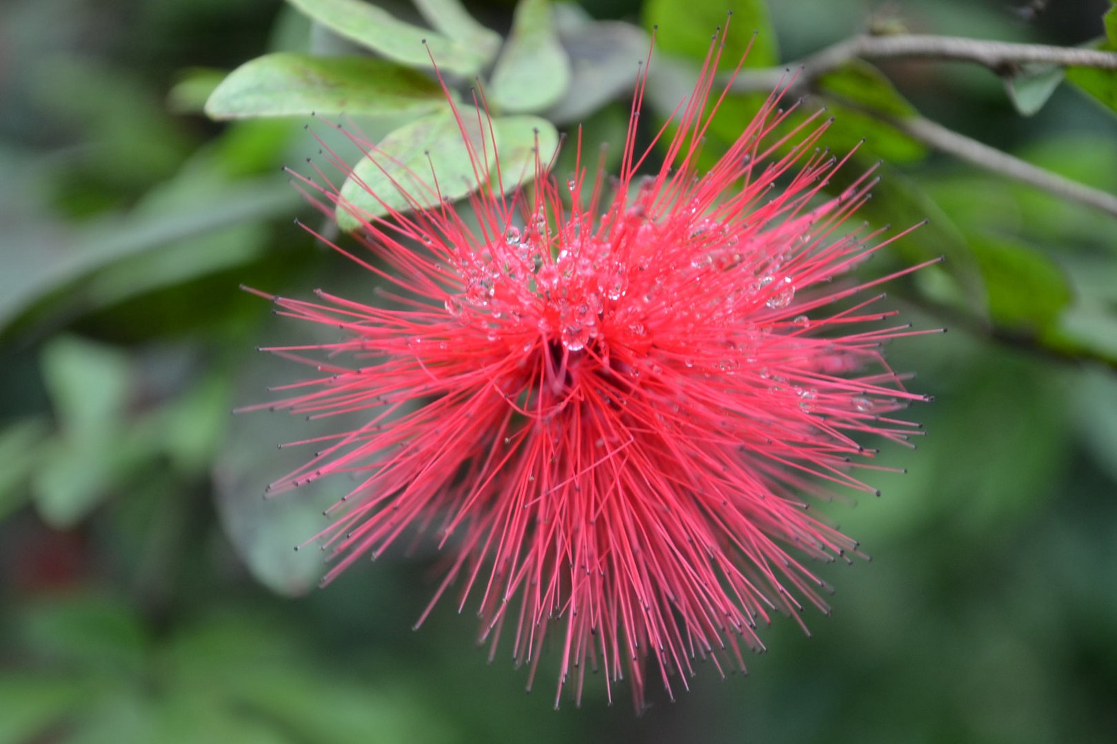 Blüte im Tiergarten Nürnberg