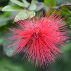 Blüte im Tiergarten Nürnberg