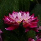 Blüte im tollen Licht