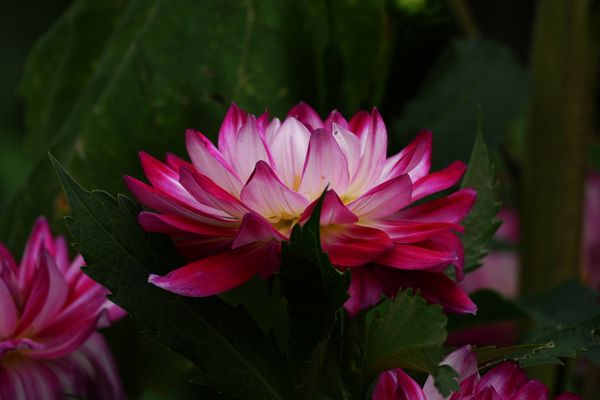 Blüte im tollen Licht