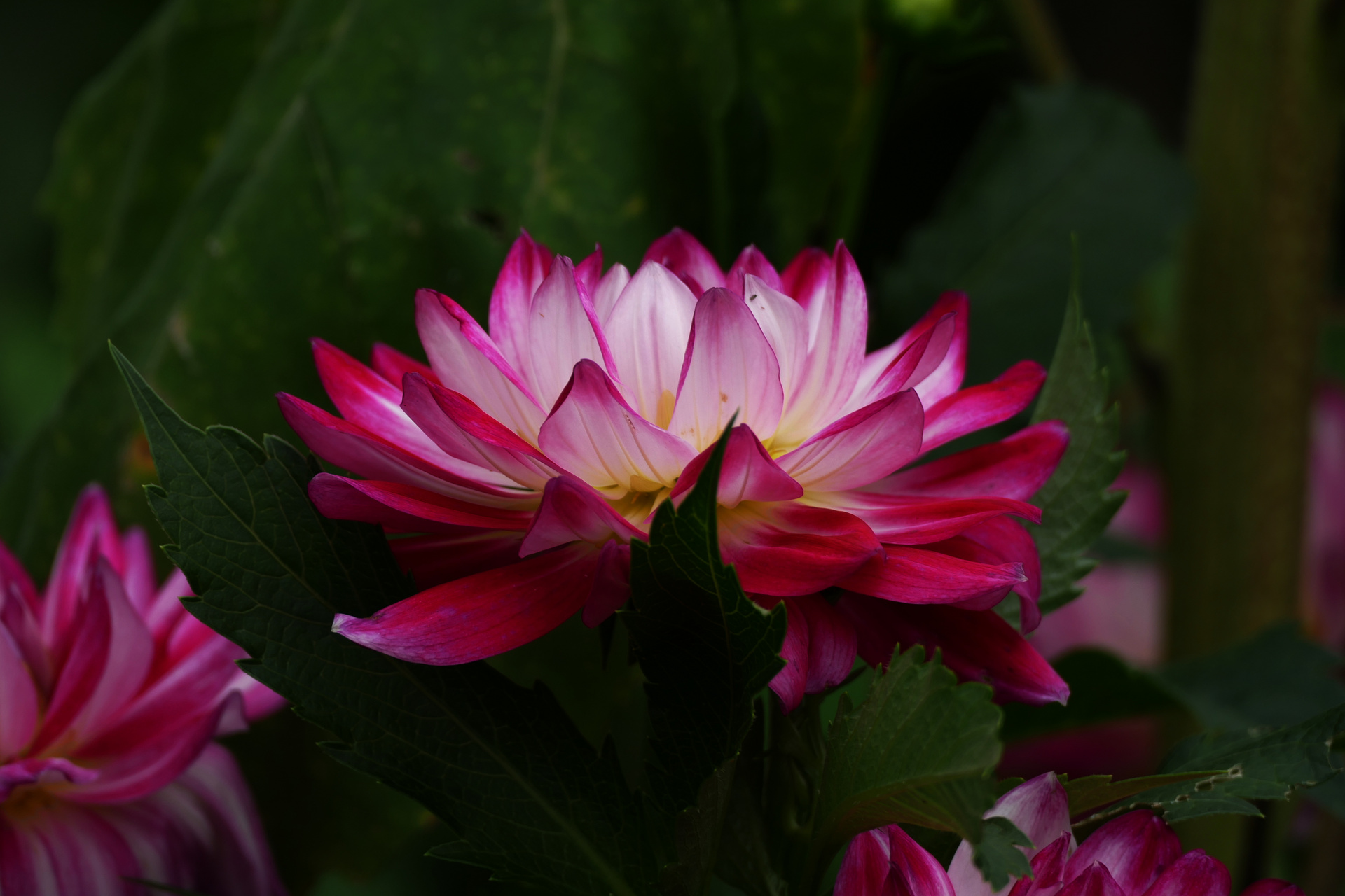 Blüte im tollen Licht