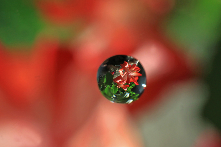 Blüte im Tropfen