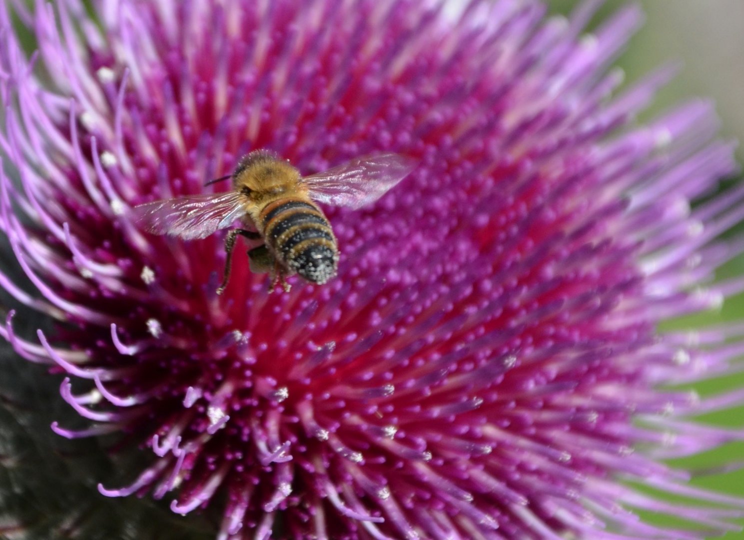 Blüte im Überflug