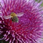 Blüte im Überflug