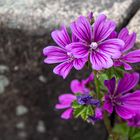 Blüte im Urbanen Raum