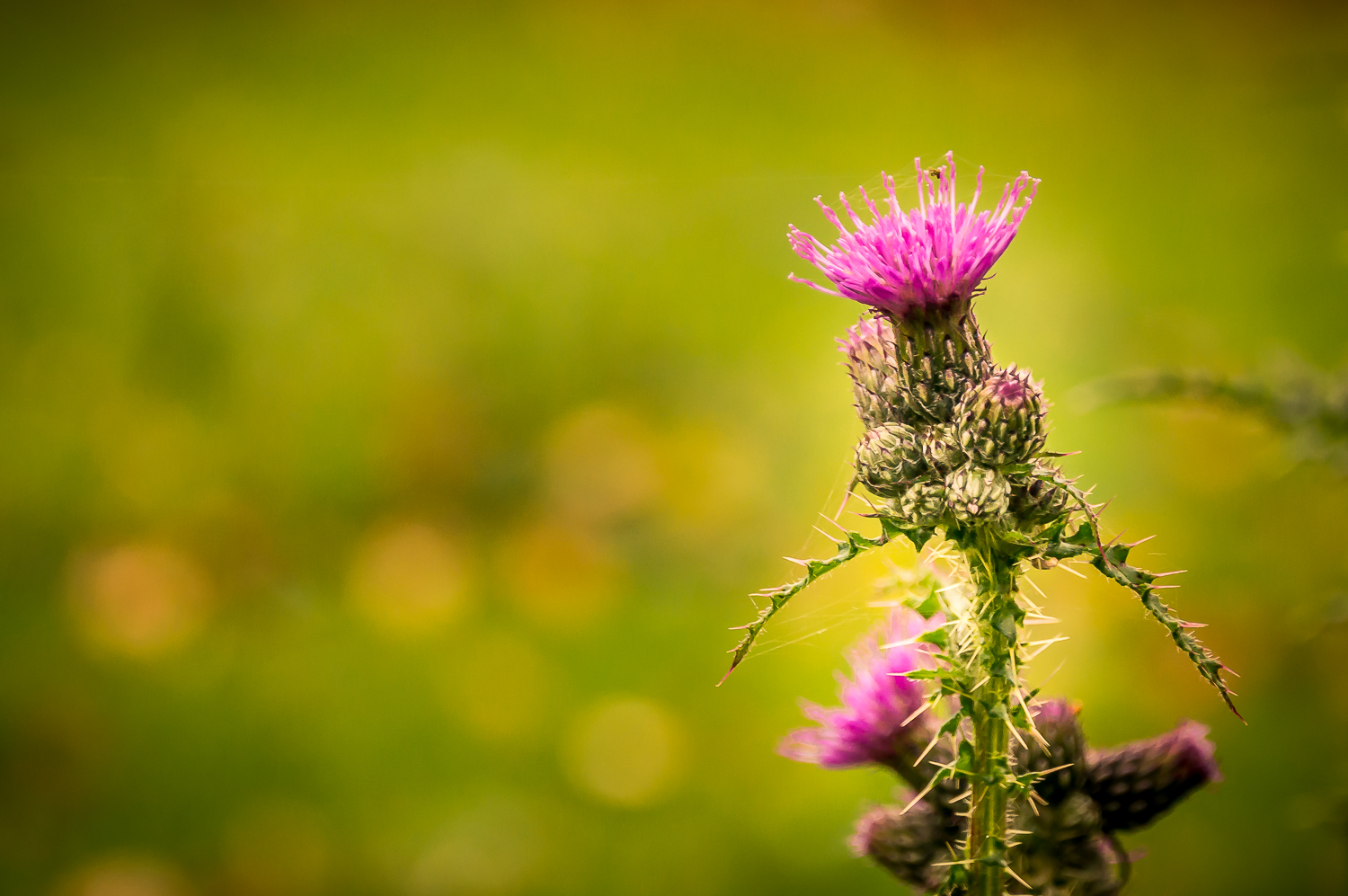 Blüte im Vorbeigehen