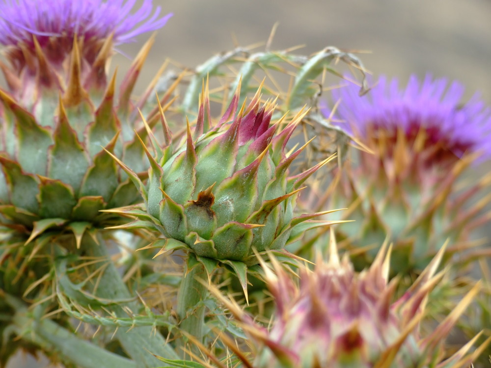 Blüte im Vulkangestein