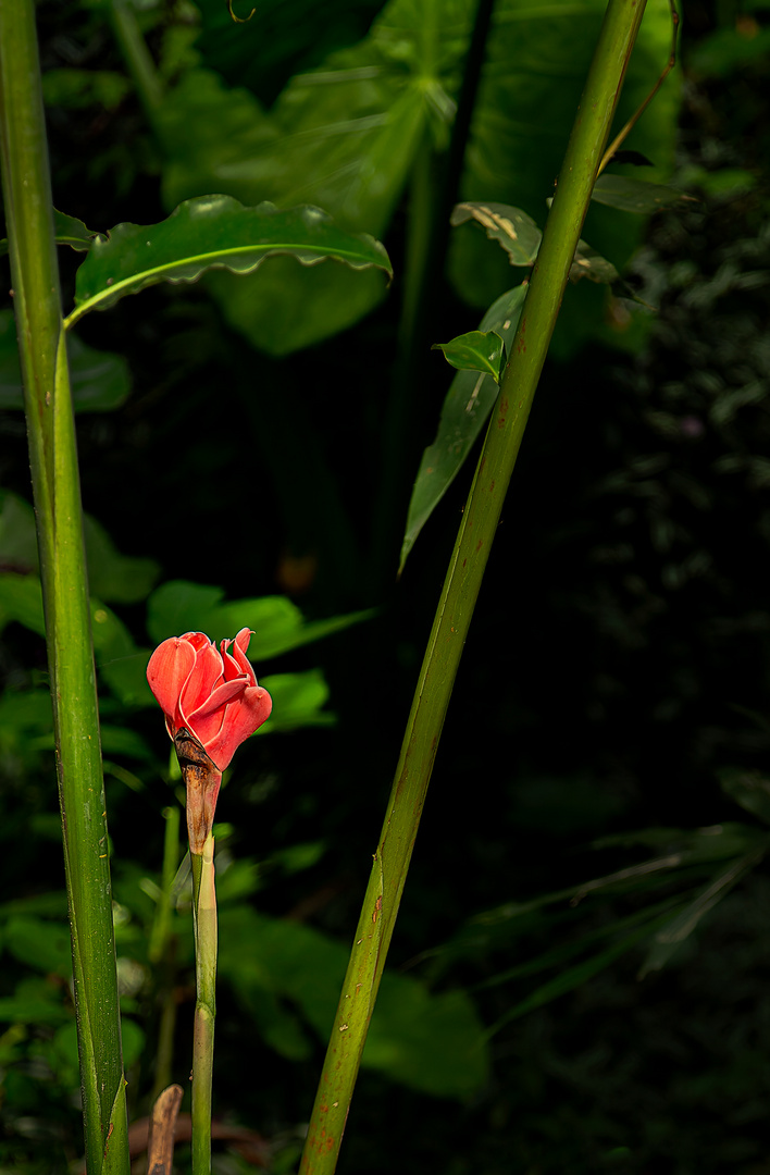 Blüte im Wald