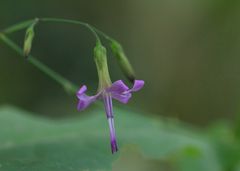 Blüte im Wald