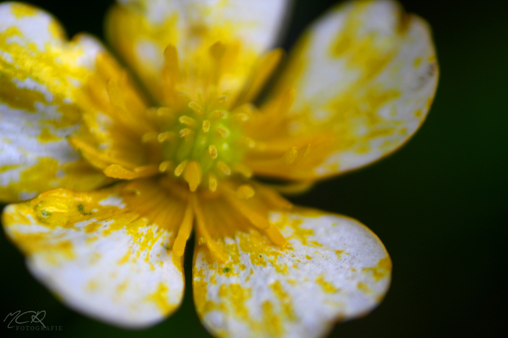 Blüte im Wald