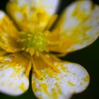 Blüte im Wald