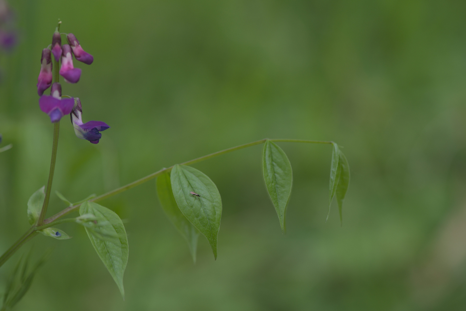 Blüte im Wald