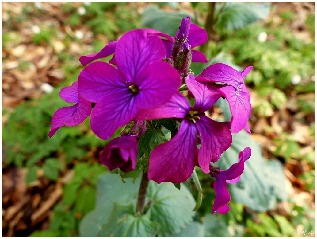 Blüte im Wald wo sie nicht hin gehört !