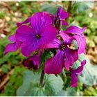 Blüte im Wald wo sie nicht hin gehört !