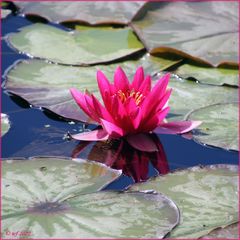 Blüte im Wasser