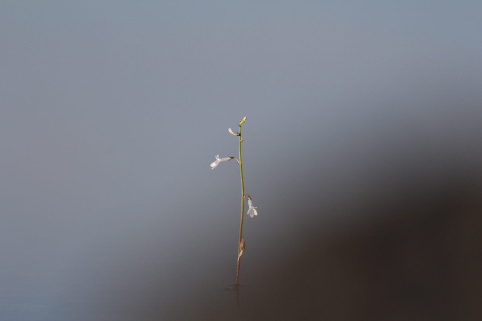 Blüte im Wasser