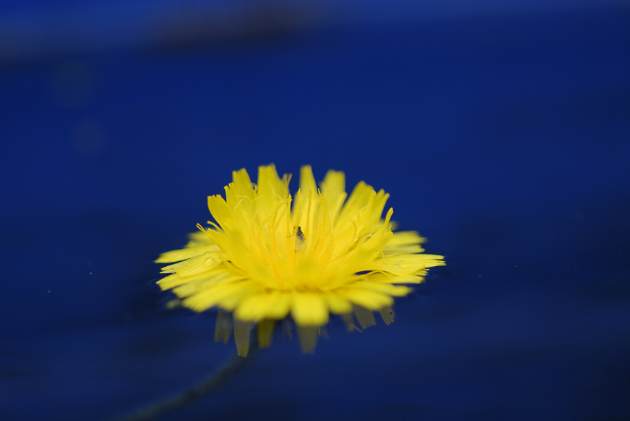 Blüte im Wasser