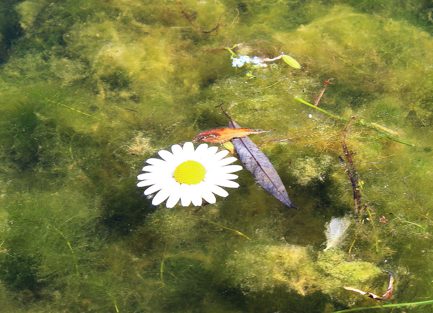 Blüte im Wasser