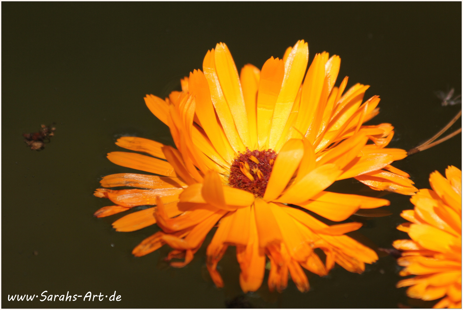 Blüte im Wasser