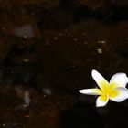 Blüte im Wasser