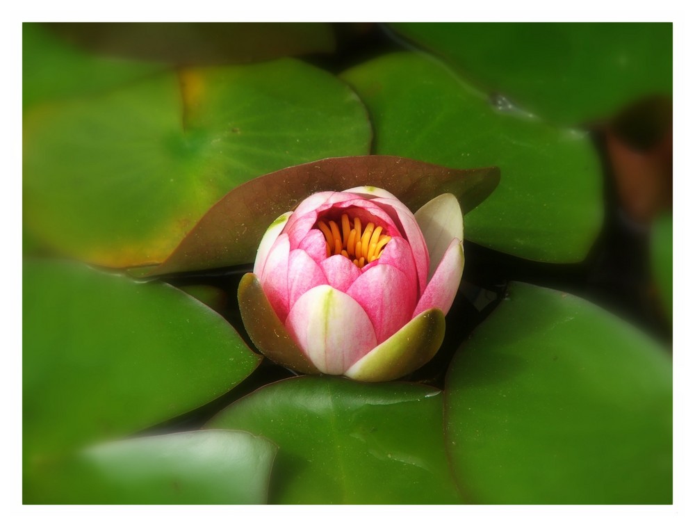 Blüte im Wasser - Kwiat we wodzie