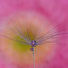 Blüte im Wassertropfen