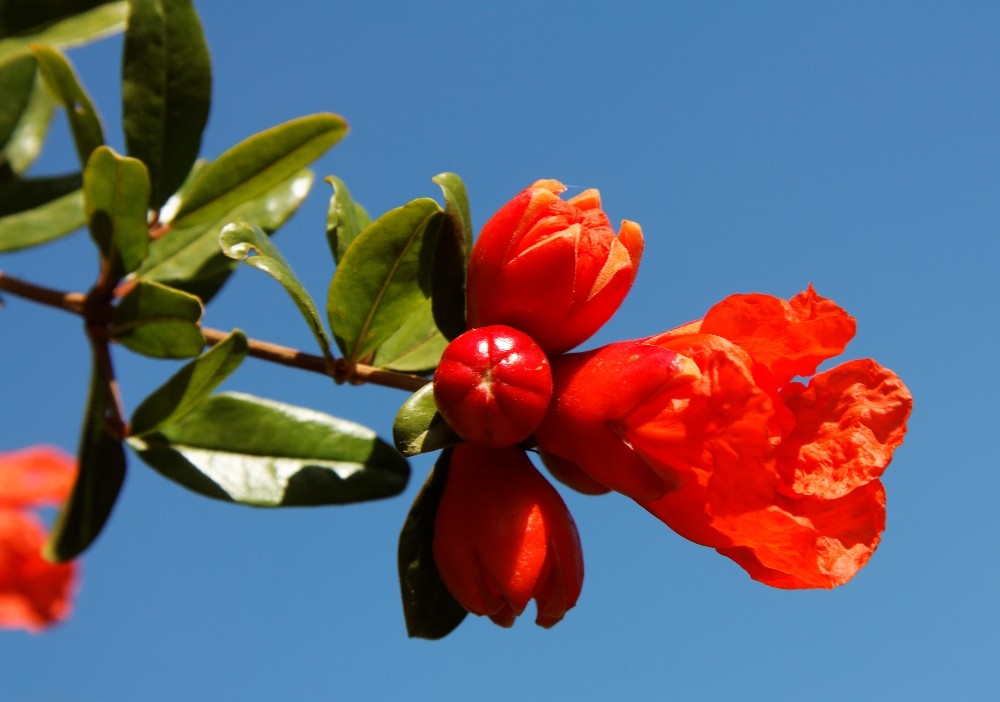 Blüte im Weingut Seidelberg in Paarl 1