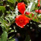 Blüte im Weingut Seidelberg in Paarl 2