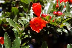 Blüte im Weingut Seidelberg in Paarl 2