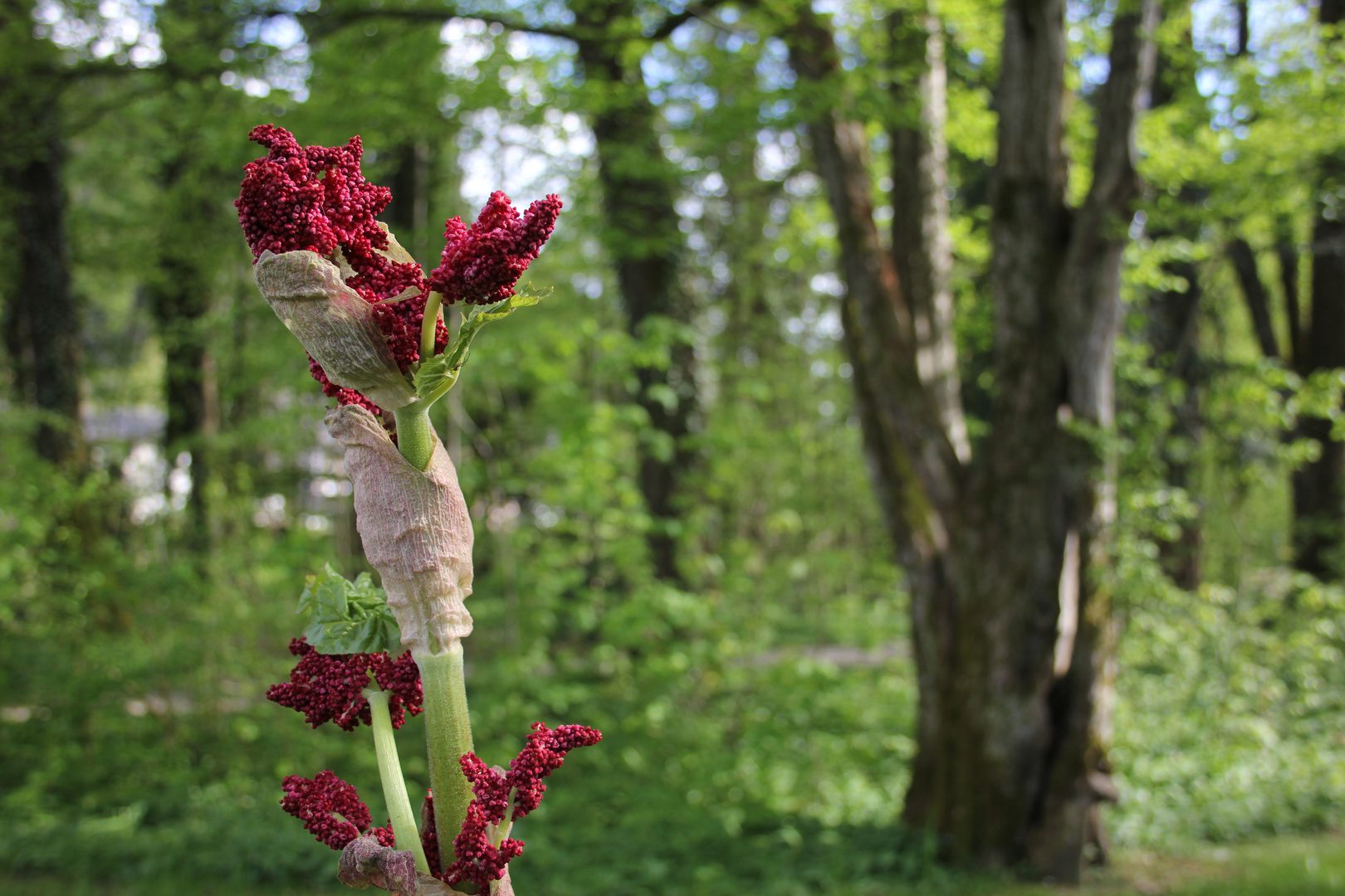 Blüte im Werden