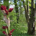 Blüte im Werden