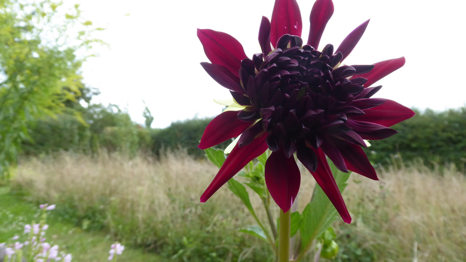 Blüte im Wildgarten 