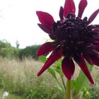 Blüte im Wildgarten 