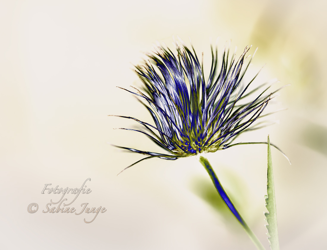 Blüte im Wind