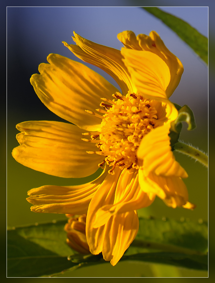 Blüte im Wind