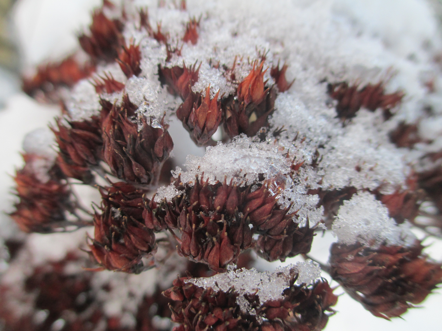 Blüte im Winter