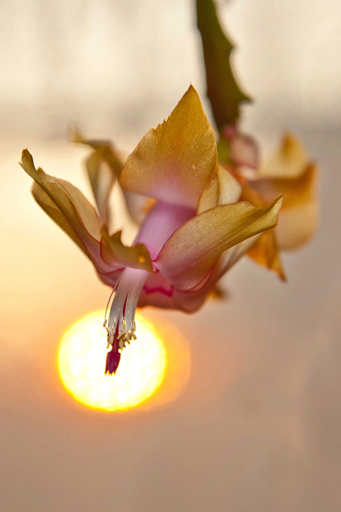 Blüte im Wintergarten