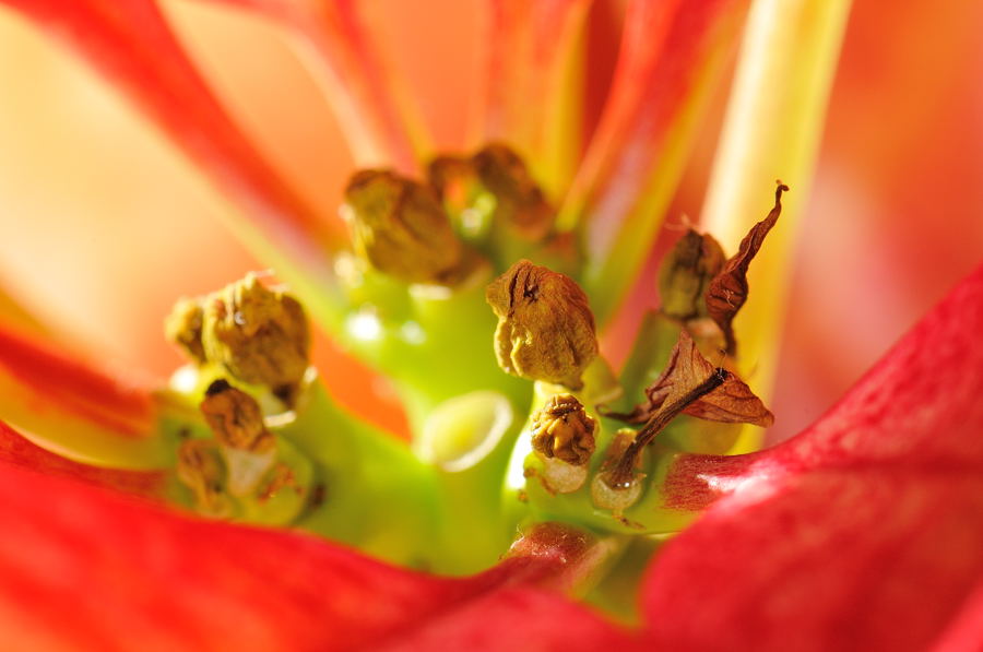 Blüte im Wohnzimmer: Der Weihnachtsstern