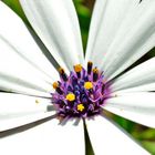 Blüte im Zentrum - Makro - Nahaufnahme 