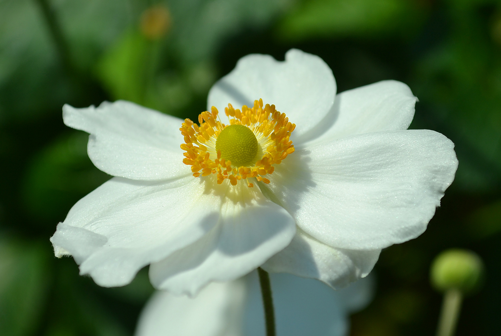 Blüte im Zoo Karlsruhe