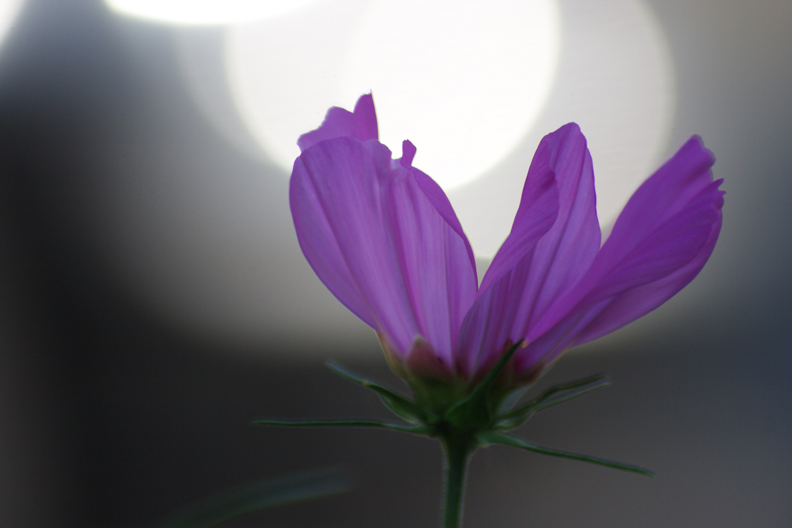 Blüte im zufälligen Lichtreflex