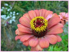 Blüte in 3500 m Höhe