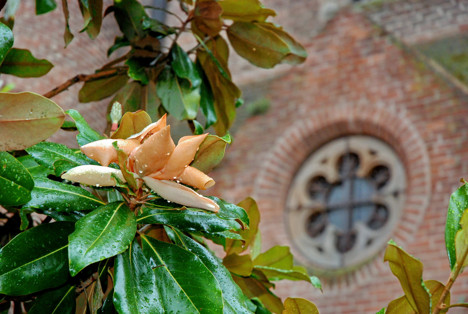 Blüte in Albi