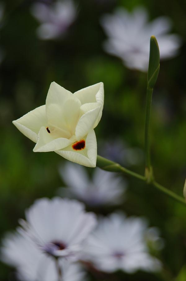 Blüte in Australien