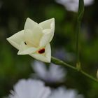 Blüte in Australien